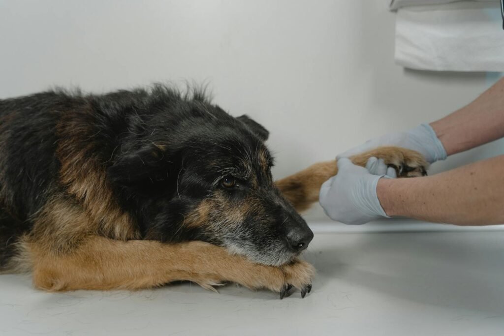 Contacto veterinaria en Córdoba